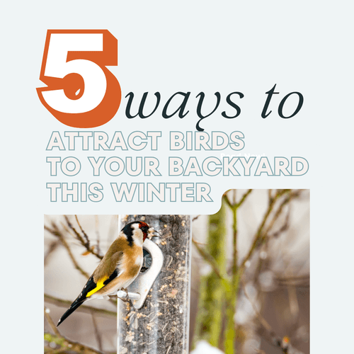 Birding Adventures from Your Backyard: 5 Simple Ways to Start Watching Birds This Winter