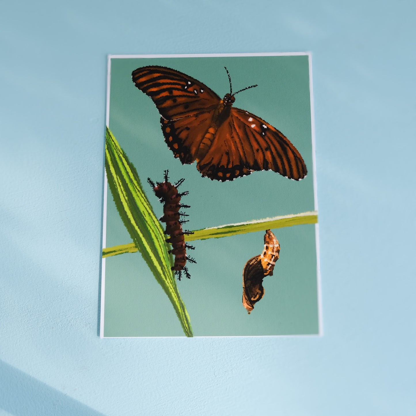 Art Print – Gulf Fritillary Butterfly Life Cycle Illustration