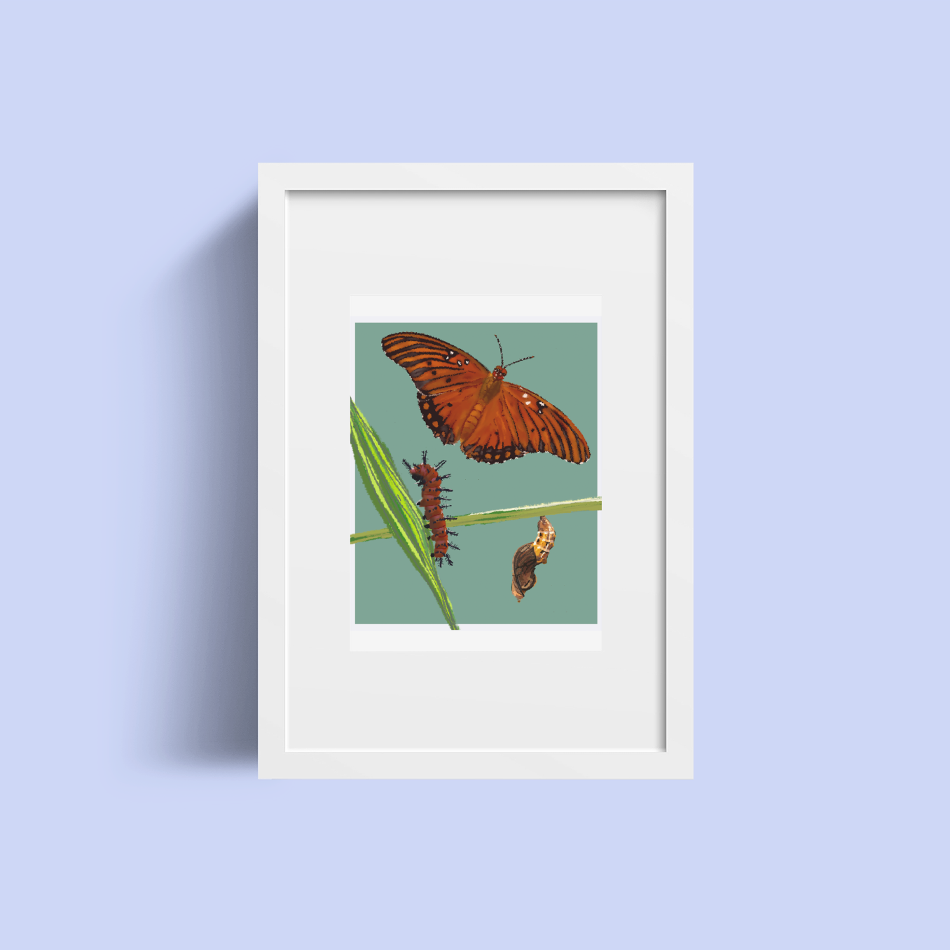 Art Print – Gulf Fritillary Butterfly Life Cycle Illustration